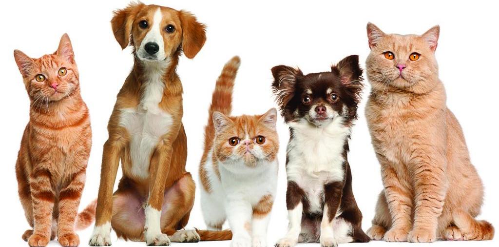 Доска объявлений о животных | ЗооТом - продажа, вязка и услуги для животных в Когалыме