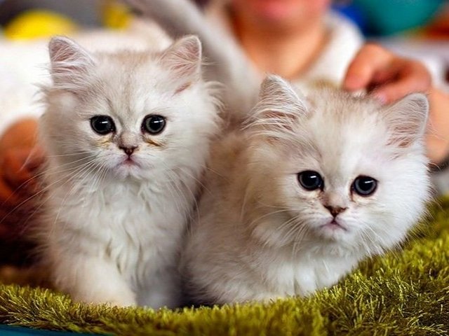 Породы кошек в Когалыме | ЗооТом портал о животных