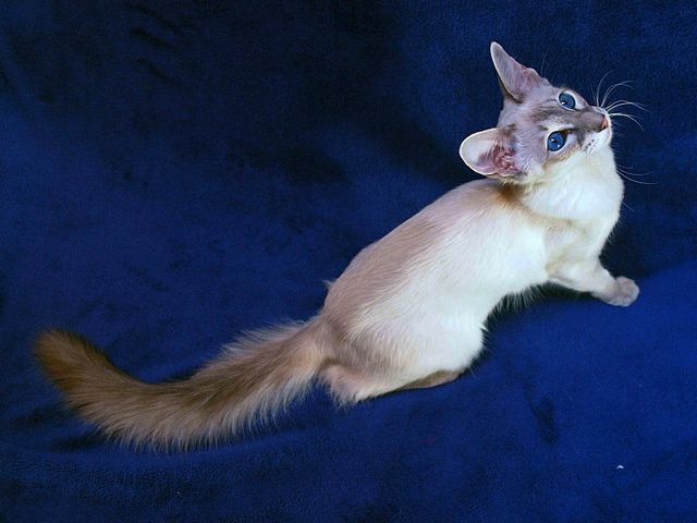 Выведенные породы кошек в Когалыме | ЗооТом портал о животных
