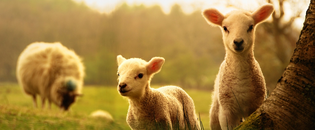 Объявления о сельскохозяйственных животных | ЗооТом - продажа, вязка и услуги для животных в Когалыме