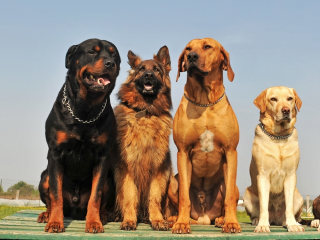 Крупные породы собак в Когалыме | ЗооТом портал о животных
