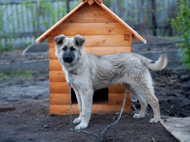 Все о собаках в Когалыме